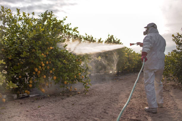 Trusted Edgewood, FL Pest Control Experts