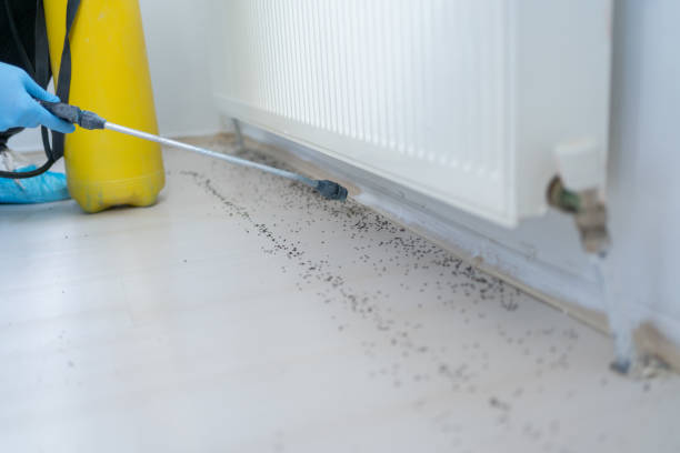 Best Pest Control Near Me in Edgewood, FL